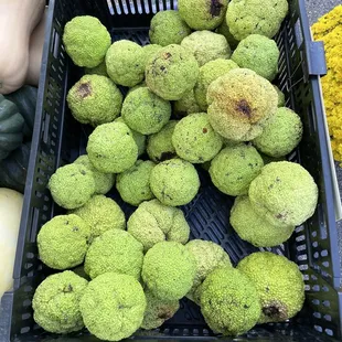 Hedge apples