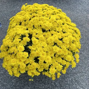 Yellow Mum