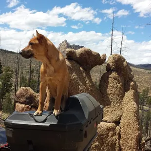 My best bud,,, wait is that a bear behind him,,, ohhh baby elephant