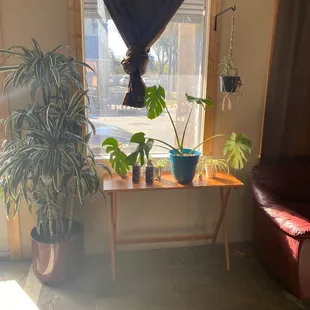 I love the plants!!!