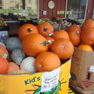 fall squash and pumpkins