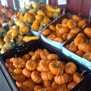 mini pumpkins and gourds