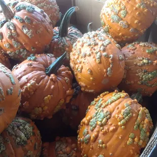 Warty Pumpkins