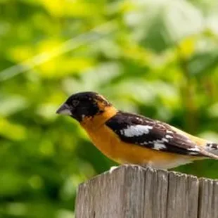 3 Ways to Attract Birds to Your Birdfeeder