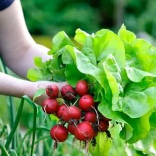 3 Tips For Keeping Pests Out of Your Garden