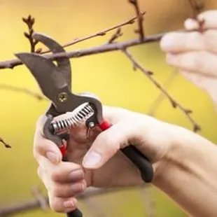 Hardware Store Explains Best Time to Prune Trees