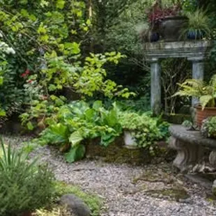 5 Plants for a Shady Yard