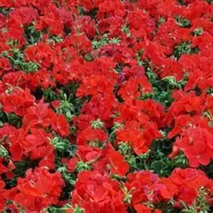 Beisswenger's Annual Seed Geranium Sale