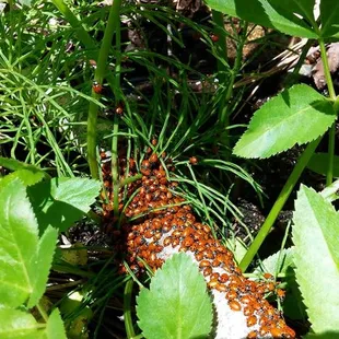 Ladybugs on the river near our campsite.