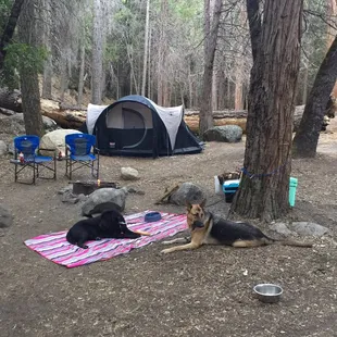Dog friendly with accessible trails nearby.