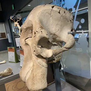 Elephant skull