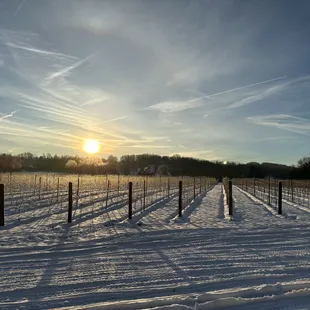 Winter Vineyards