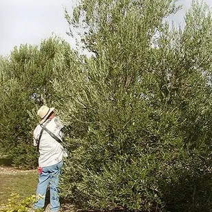 a man in a hat picking a bush
