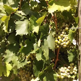 Beautiful grapes on the vine.