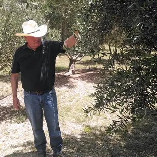 The owner inspects tiny buds that will turn into olives in a few months.