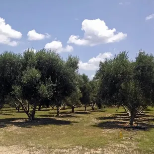 1200-tree olive orchard.