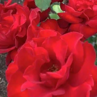 G M.