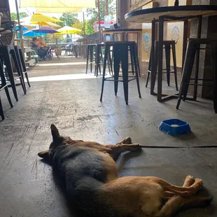 Very dog friendly with water bowls and treats!