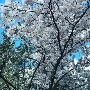 Cherry blossoms
