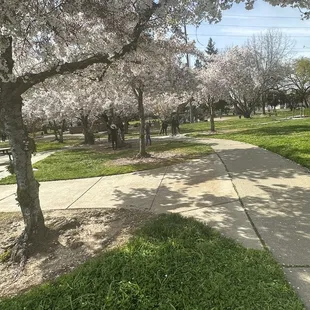 Walkway to the park  very nice  during the spring
