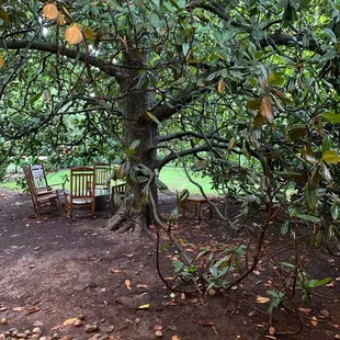 a bench under a tree