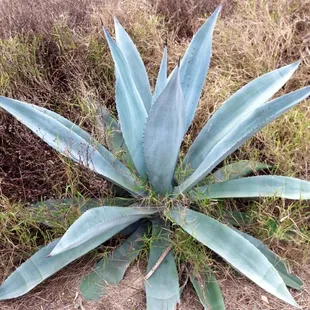 Lots of cool plants..
