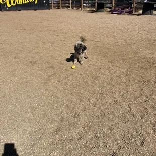Dex with his ball, waiting for me to pick it up.