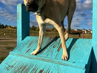 Wiggly Field Dog Park