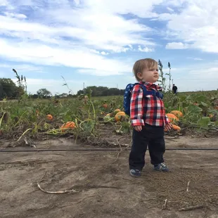 Just a boy in a pumpkin patch