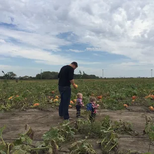 Pumpkin patch