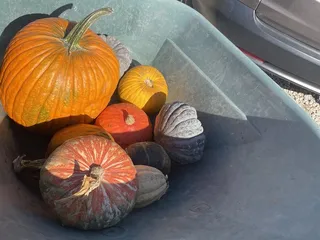 Markman Pumpkin Patch