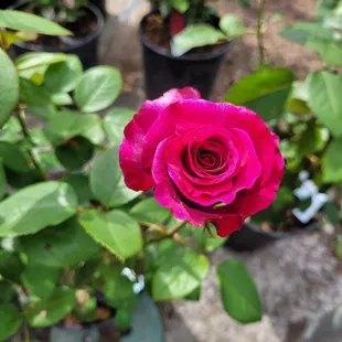 A beautiful rose bush.