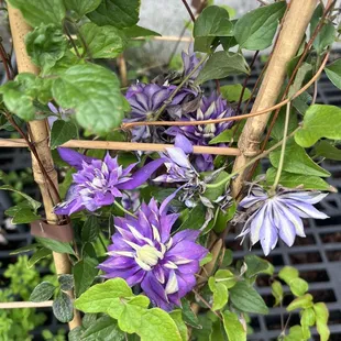 Purple clematis