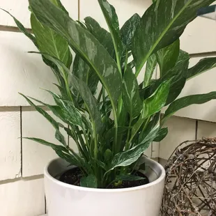 Spathiphyllum Domino