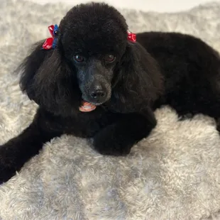 Perfect Poodle!!