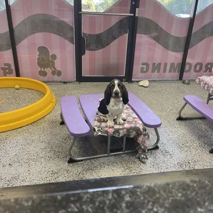Small dog daycare