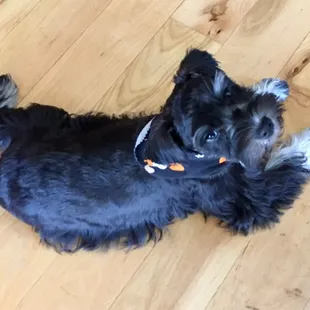 Luca