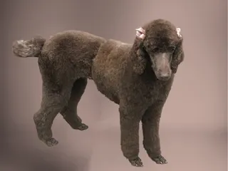 Michele's Pet Spa