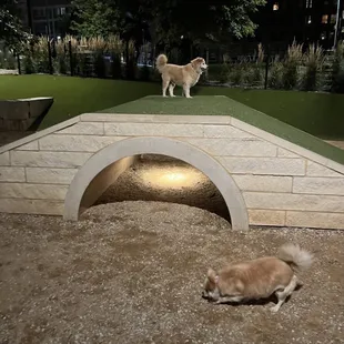 King Koda of the hill