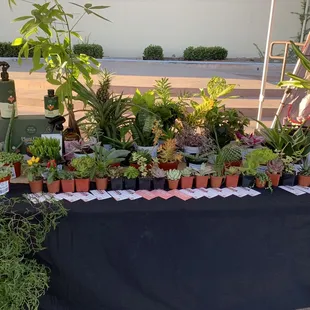 8/7/23 Check out that pineapple plant!!