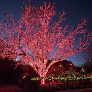 Red tree nearby in Colleyville