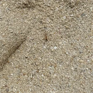 Fire ants on the sand