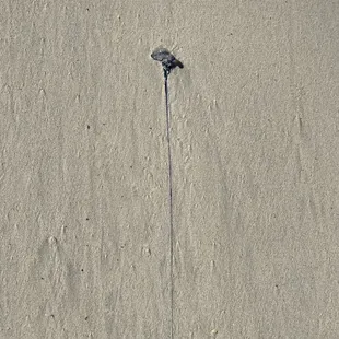 Portuguese Man of War, be on the lookout for these small jellyfish!