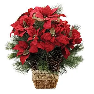 Red poinsettia's starting at $34.95