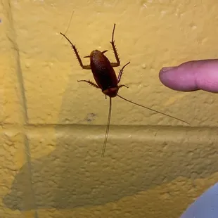 Very large bug right outside our room