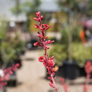 Nurseries & Gardening