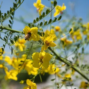 Cercidium Hybrid Desert Museum