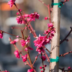 Atomic Red Flowering Nectarine