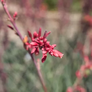 Tropical Hesperaloe