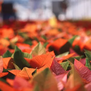 Christmas Poinsettias